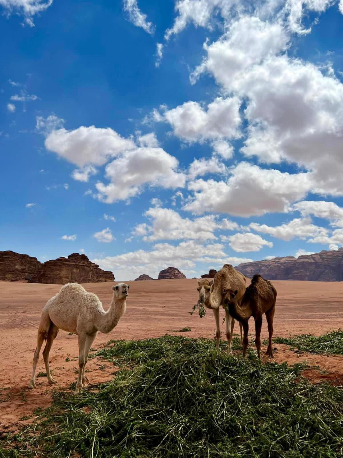 Desert'S Soul Wadi Rum Ad Disah Dış mekan fotoğraf