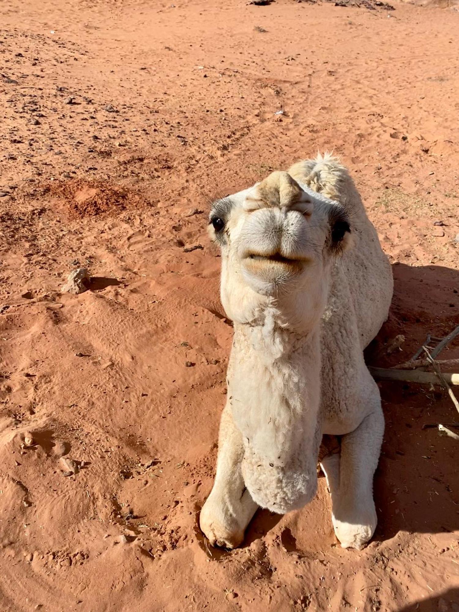 Desert'S Soul Wadi Rum Ad Disah Dış mekan fotoğraf